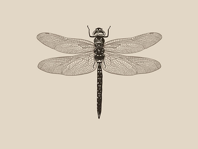 Dragonfly illustration branding design hand lettering identity illustration logo vector