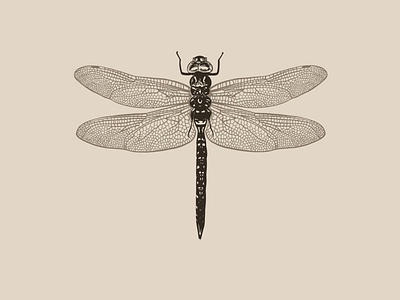 Dragonfly illustration