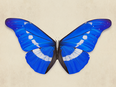 Morpho Cypris art blue butterfly digital illustration digital painting illustration ipad pro art procreate app