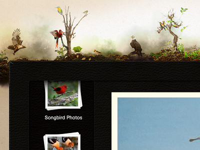 iBirds - iPad App Concept birds concept idea design header ipad app natural photos