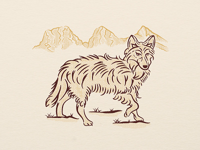 The Lonely Coyote canmore coyote crosshatching illustration mountains