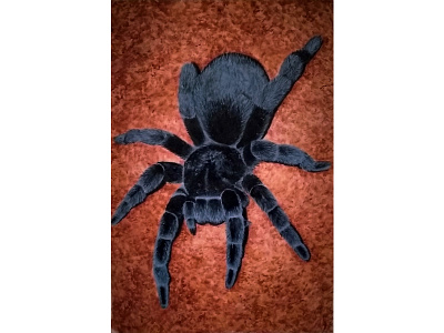 big tarantula acrylic painting art