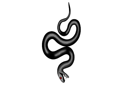 Snake design graphic design illustration snake vector