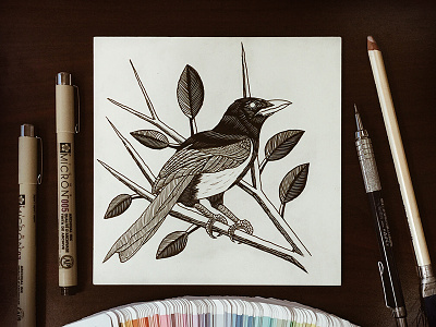 Magpie bird black drawing flowers hatching illustration ink