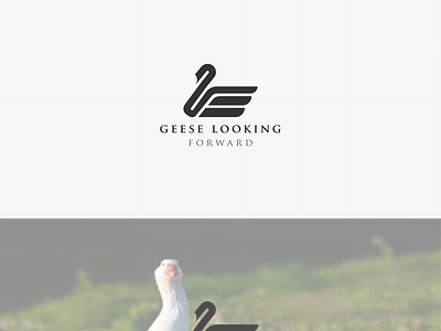 geese looking