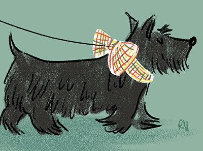 Lil Scotty- Detail 2 dog illustration portrait scottish terrier