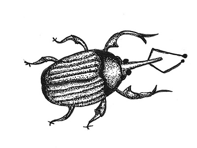Horatio black and white bug illustration ink pen stipple