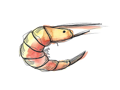 Shrimp adobe photostop advertising illustration ink seafood shrimp watercolor