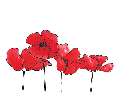 Poppies doodle drawing flowers illustration poppies poppy sketch spring