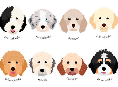 8 breeds of Doodle dogs animal aussiedoodle barnedoodle clipart cute design dog dogs doodle fluffy goldendoodle graphic design head illustration sheepadoodle