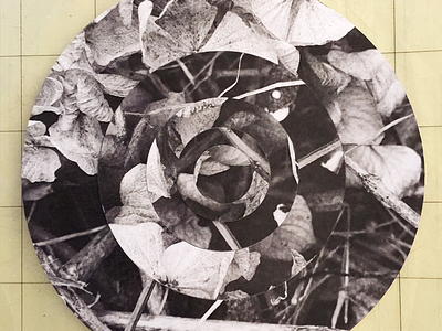 Fibonacci Sequence Circle Collage No. 25 (in progress) circle collage dead stuff fibonacci flora geometry halftone illustration monochrome