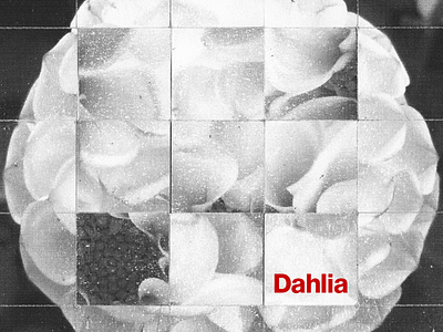 Dahlia Collage collage geometry halftone neue haas grotesk squares texture type