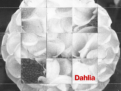 Dahlia Collage