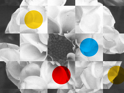 Dahlia Collage, No. 3 circles collage geometry halftone neue haas grotesk squares texture type