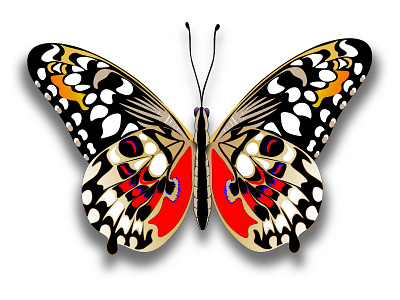 Colourful butterfly