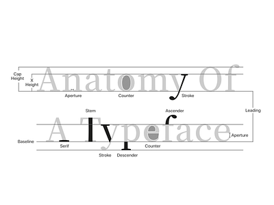 The Anatomy OF A Typeface anatomy font google materialdesign typeface typography