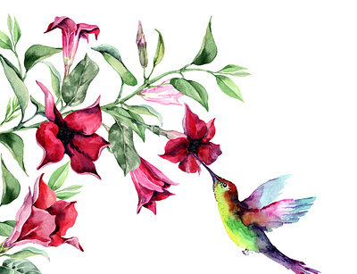 A small tropical bird hummingbird collects nectar from flowers. hibiscus