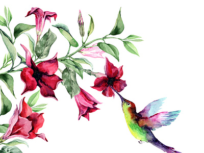 A small tropical bird hummingbird collects nectar from flowers.