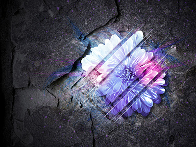 Flower Design abstract blooming blossom concrete cracked cracks cuts cutted fantasy flower photoshop seperated slice and dice sliced stone