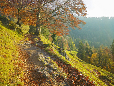 Swiss Mountain Autumn alps autumn fall hiking mountain sunny swiss tree