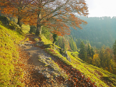 Swiss Mountain Autumn