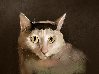 Cat meme cat meme illustration pet portrait