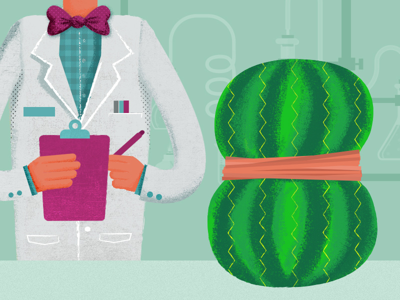 Watermelon Lab illustrator photoshop rubber bands scientist lab watermelon