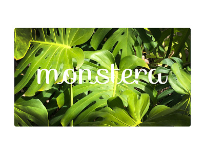 Tropical Monstera Leaves branding design graphic design logo typography