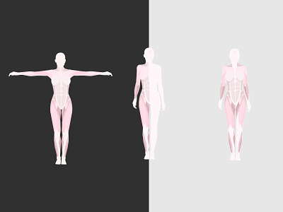 anatomy female muscles anatomy body female illustration illustrator muscles