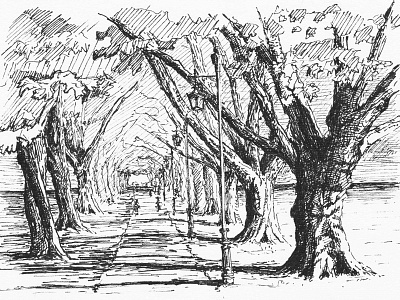 Jesus Green, Platanum Avenue, Cambridge bw cambridge drawing ink inktober inktober2015 pen sketch