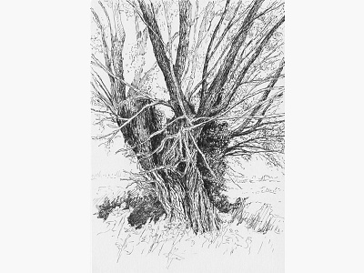 Tree No.3 art blackandwhite drawing illustration penandink sketch tree