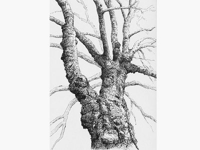 Tree No.4 art blackandwhite drawing illustration penandink sketch tree