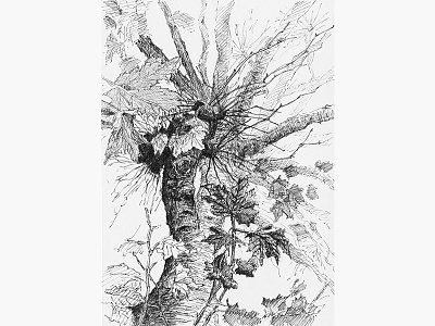Tree No.6 art blackandwhite drawing illustration nationaltreeweek penandink sketch tree