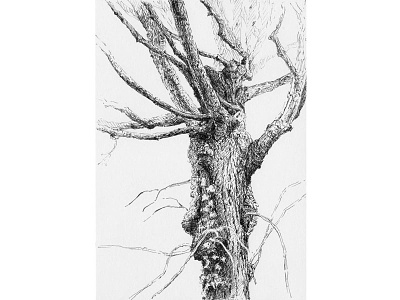 Tree No.7 art blackandwhite drawing illustration nationaltreeweek penandink sketch tree