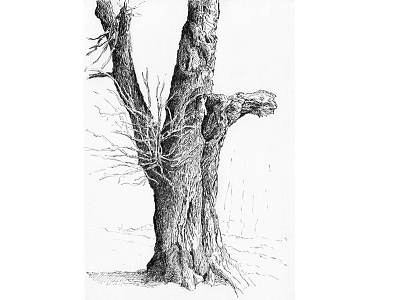 Tree No.8 blackandwhite drawing ink sketch tree