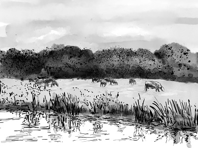 Cambridge Cows black and white cambridge challenge digital drawing digital sketch drawing inktober inktober 2018 kyle brushes kyle webster sketch tranquil wacom intuos