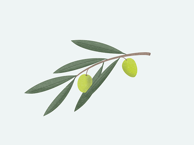 olive branch illustration