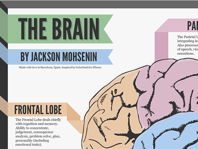 'The Brain' Infographic design infographic the brain