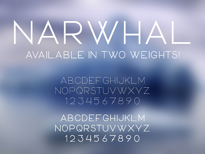 Narwhal Typeface bold display face narwhal regular san serif