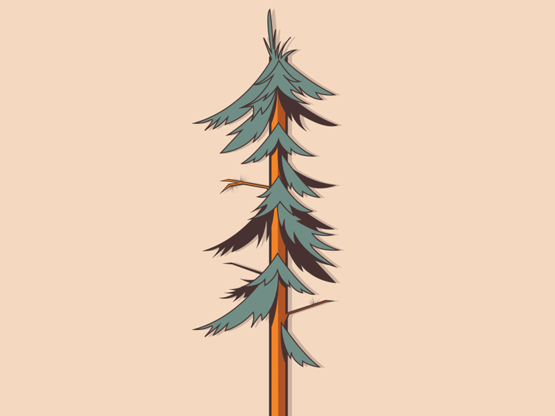 Pine tree nature illustration wilderness forest outdoors woods pine tree