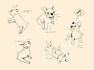 Frenchie art bulldog character design design dogs doodling drawing frenchbulldog frenchie illustration procreate puppy vector