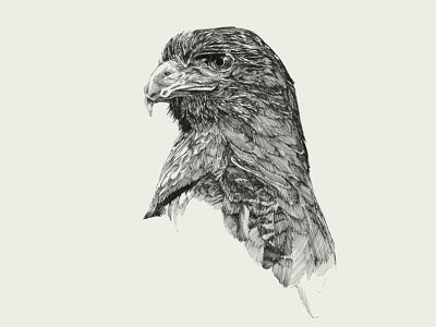 Eagle. Ink illustration. animal animals bird birds eagle illustration sketch