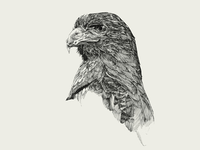 Eagle. Ink illustration.