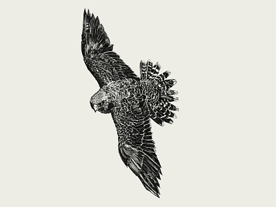 Eagle. Ink illustration. sketch