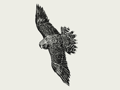 Eagle. Ink illustration.