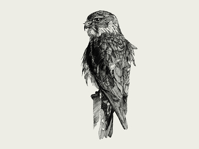 Bird. Ink illustration.