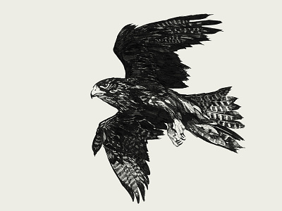 Bird Falcon. Ink illustration. sketch