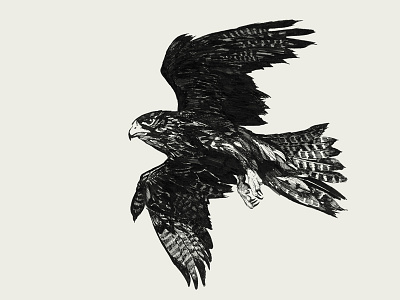 Bird Falcon. Ink illustration.