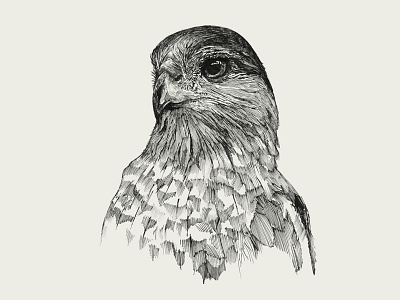 Bird. Ink illustration. sketch