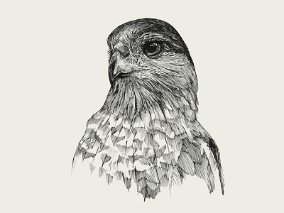 Bird. Ink illustration.